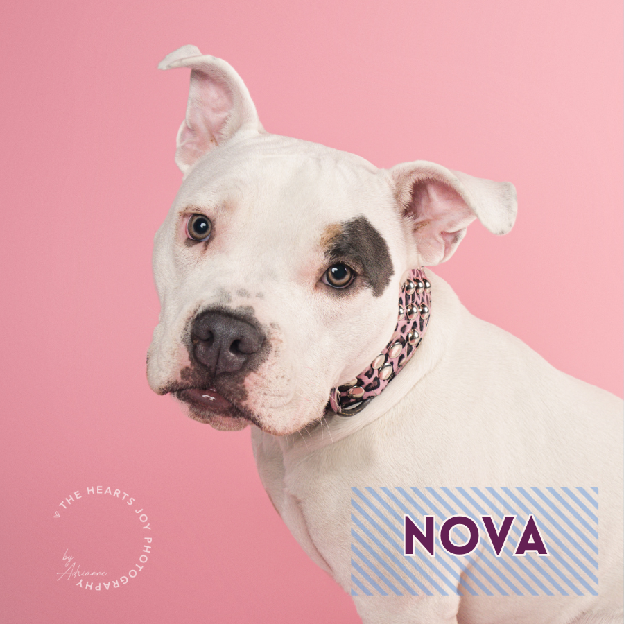 Nova is crowned the Cutest Canine in Stark County 2024!